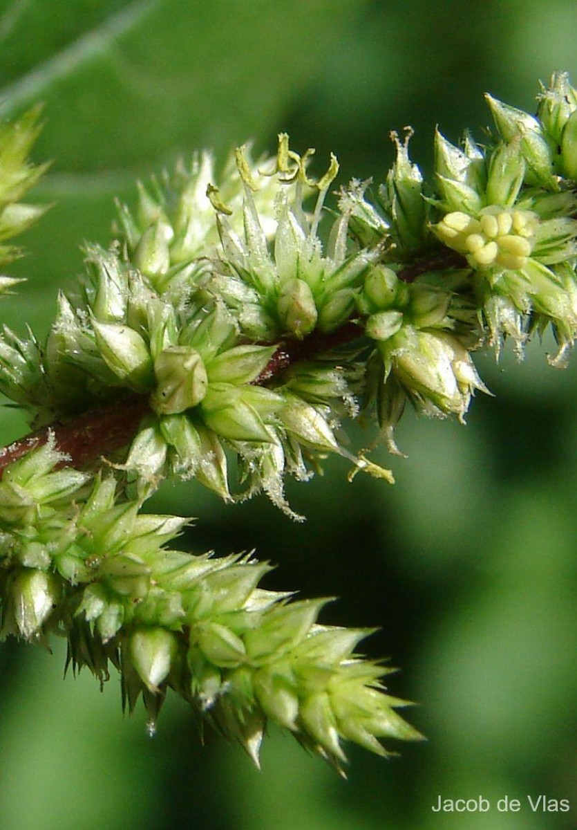 Amaranthus viridis L.